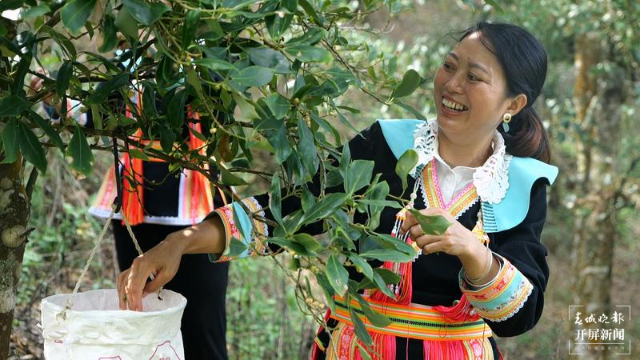 广南县：八角树成“摇钱树” 八角林变“致富林”