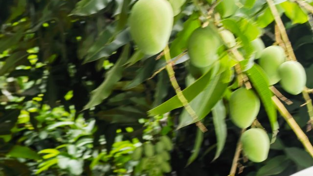 宾川城内行道树上的芒果熟了 游客摘了尝鲜称十分好吃