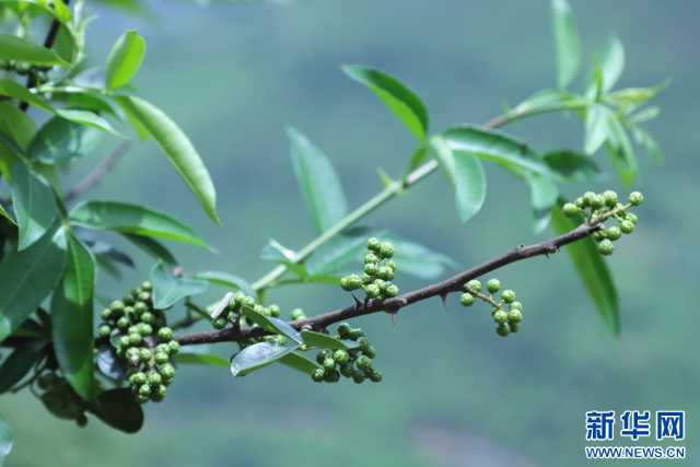 云南大关：花椒采收忙