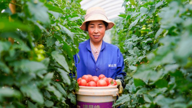 （采访传编辑）昆明市晋宁区“番茄村”迎来丰收季 酸甜滋味助农增收.jpg