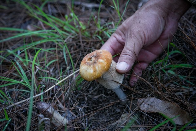 沉浸式捡菌（美味牛肝菌）.jpg