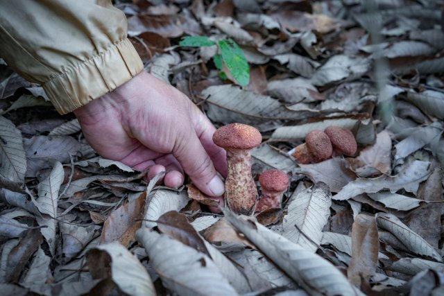 沉浸式捡菌（松毛菌）.jpg