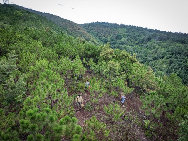 昆明市盘龙区化龙村沙坡山，7月以来。余先生一家每天早上都来山上捡菌子。.jpg