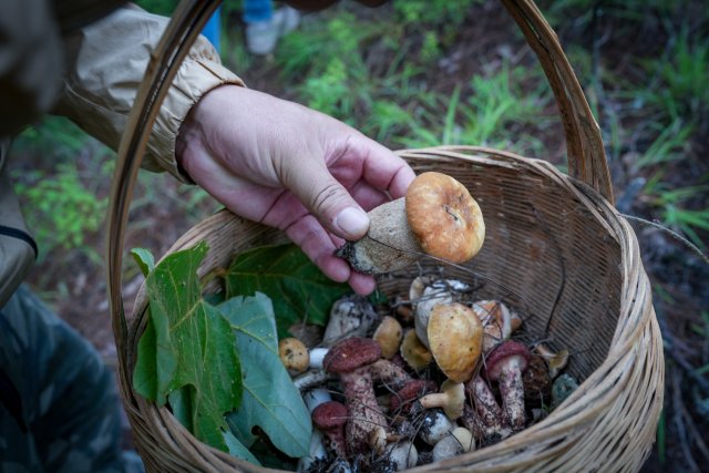 余先生一早上的收获，满满的一篮子野生菌.jpg