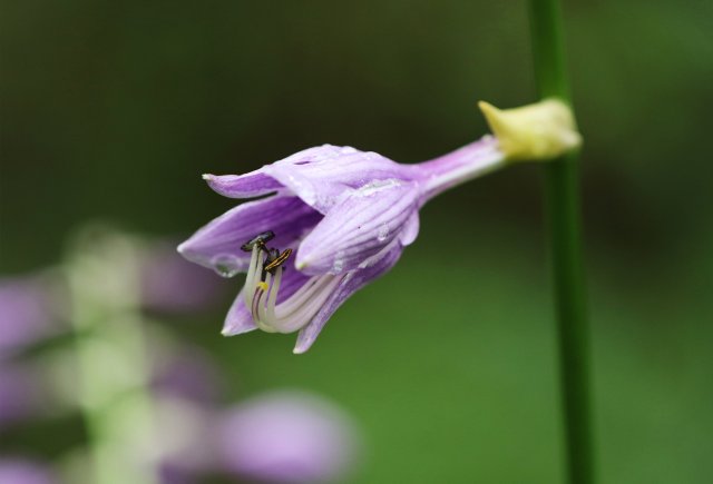 玉簪（7月 4）范瑞卿摄9.jpg