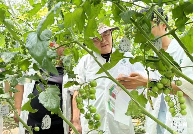 （采访传编辑）美好生活在云南 新质生产力开辟农业新赛道，大理弥渡全力打造数字植物工厂 (5).jpg