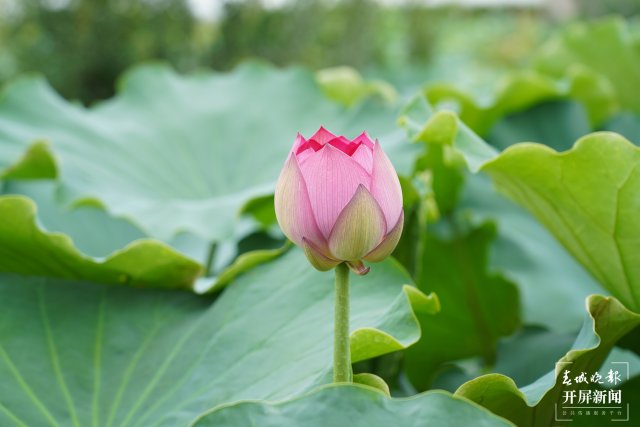 （采访传编辑）美好生活在云南 饱“荷”度拉满！盛夏荷花香满池，小城赏荷正当时 (16).JPG