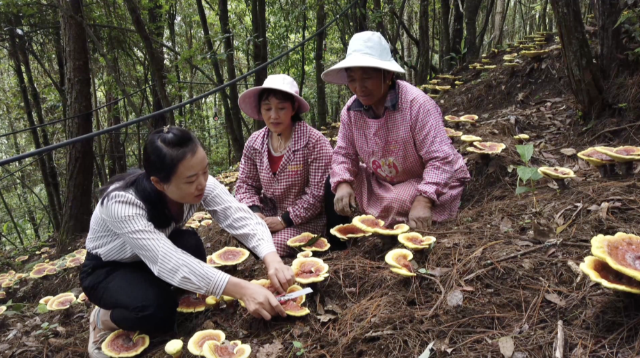 云南永平：深山秘境灵芝香