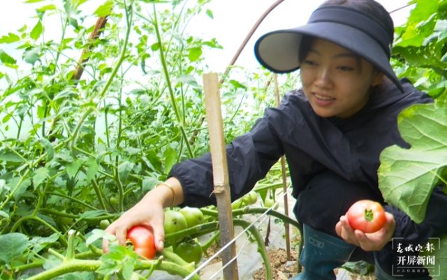 艾米在采摘西红柿（2024年7月22日李丽君摄） (5).jpg