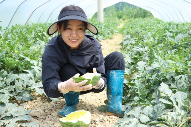 艾米品尝西瓜成熟度（2024年7月22日李丽君摄） (9).JPG