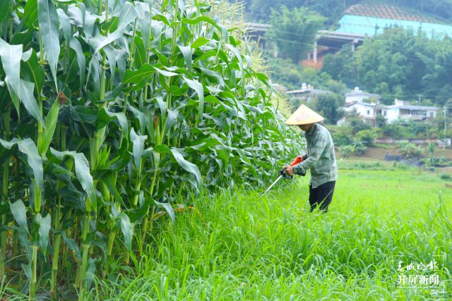 艾米丈夫冯兴达人工除草（2024年7月22日李丽君摄） (12).JPG