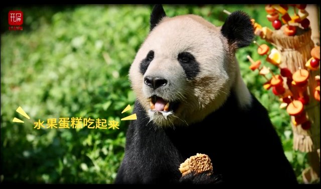 吃蛋糕喽！云南野生动物园大熊猫“毛竹”今天过生日