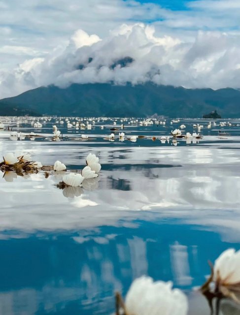 波叶海菜花3.jpg