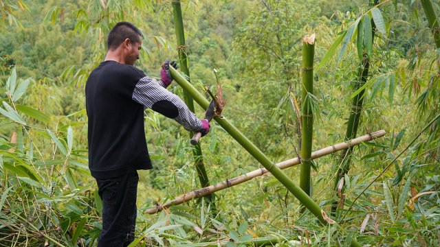 从卖笋到卖苗,保山昌宁竹产业实现跨越转型