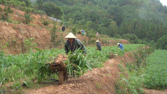 从卖笋到卖苗,保山昌宁竹产业实现跨越转型